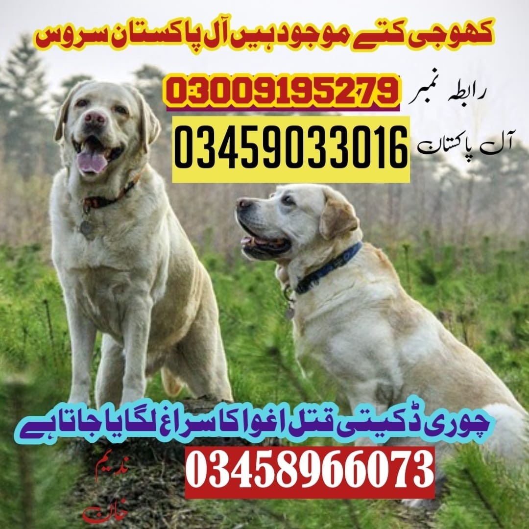 Army Dog Center Umerkot | 03458966073 | Khoji Dogs In UmerKot