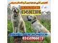 army-dog-center-umerkot-03458966073-khoji-dogs-in-umerkot-small-0