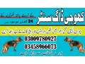 army-dog-center-sukkur-03458966073-khoji-dogs-small-0