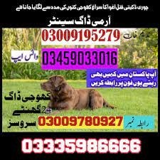 Army Dog Center Faisalabad | 03018665280 | Special Army Trained Khoji dogs