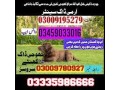 army-dog-center-faisalabad-03018665280-special-army-trained-khoji-dogs-small-0