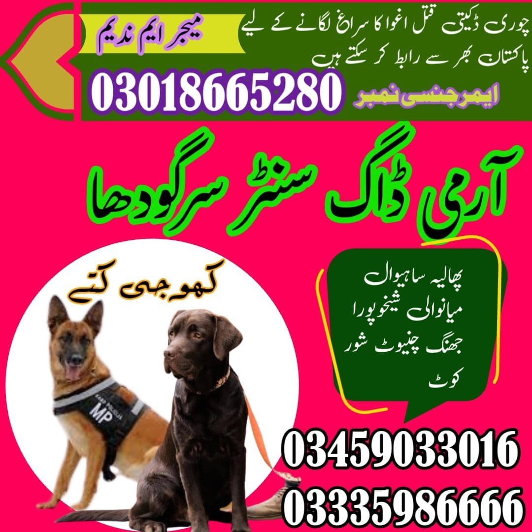 Special Army Dog Center Sargodha | 03458966073 | Khoji Kuttay In Sargodha