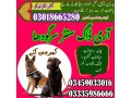 special-army-dog-center-sargodha-03458966073-khoji-kuttay-in-sargodha-small-0