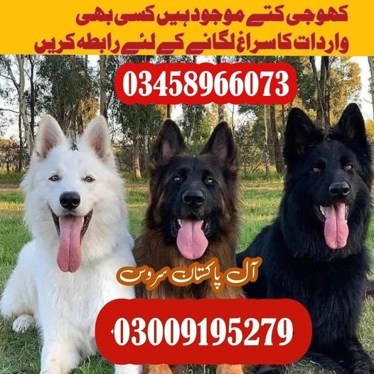 Trained Army Dog Center Khushab | 03458966073 | Khoji Dogs Khushab