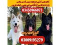 trained-army-dog-center-khushab-03458966073-khoji-dogs-khushab-small-0