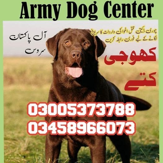 Army Dog Center Talagang | 03458966073 | Special Khoji Dogs In Talagang