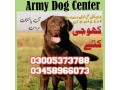 army-dog-center-talagang-03458966073-special-khoji-dogs-in-talagang-small-0