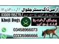 army-dog-center-chakwal-03018665280-khoji-dogs-in-chakwal-small-0