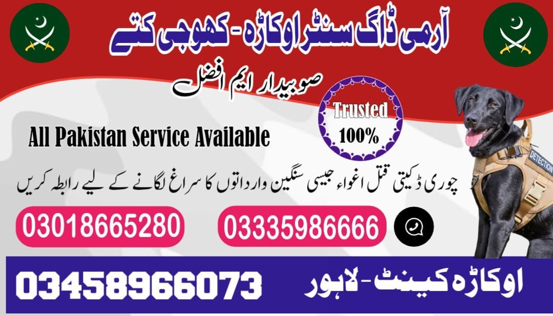 Special Army Dog Center Okara | 03458966073 | Khoji Dogs In Okara | Trained Khoji Kuttay