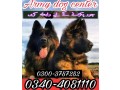 army-dog-center-hyderabad-0300-3787282-small-0