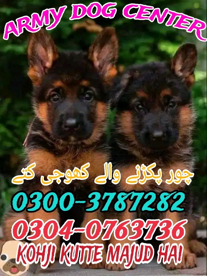 Army dog center Badin 0346-6108015