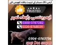 army-dog-center-thatta-0326-8768029-small-0