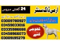 army-dog-center-okara-03458966073-khoji-dogs-in-okara-small-0