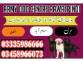 army-dog-center-rawalpindi-03005373788-special-khoji-dogs-in-rawalpindi-small-0