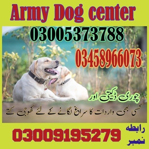 Army Dog Center Karachi | 03458966073