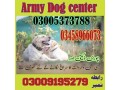 army-dog-center-karachi-03458966073-small-0