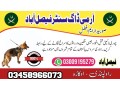 army-dog-center-faisalabad-03458866073-small-0