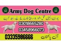 army-dog-center-muzaffarabad-03458966073-small-0