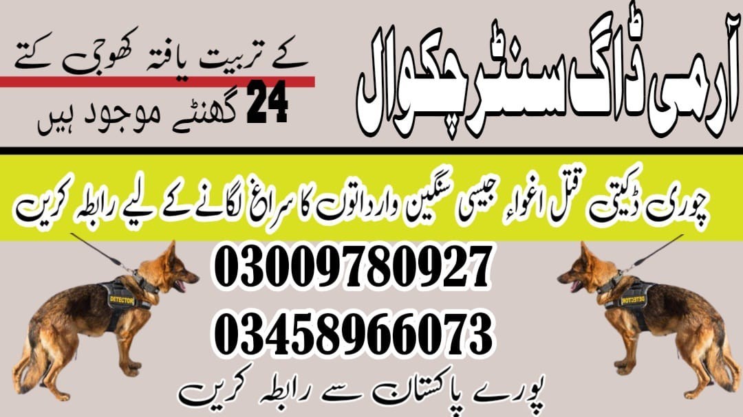 Army Dog Center Chakwal | 03335986666 | Khoji Dogs