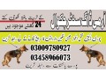 army-dog-center-chakwal-03335986666-khoji-dogs-small-0