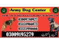 army-dog-center-attock-city-03458966073-swo-small-0