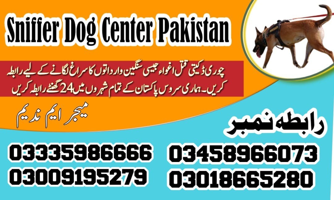 Army Dog Center Jhang Sadar | 03018665280