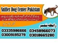 army-dog-center-jhang-sadar-03018665280-small-0