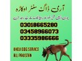 army-dog-center-bhakkar-03458966073-khoji-dogs-in-bhakkar-small-0