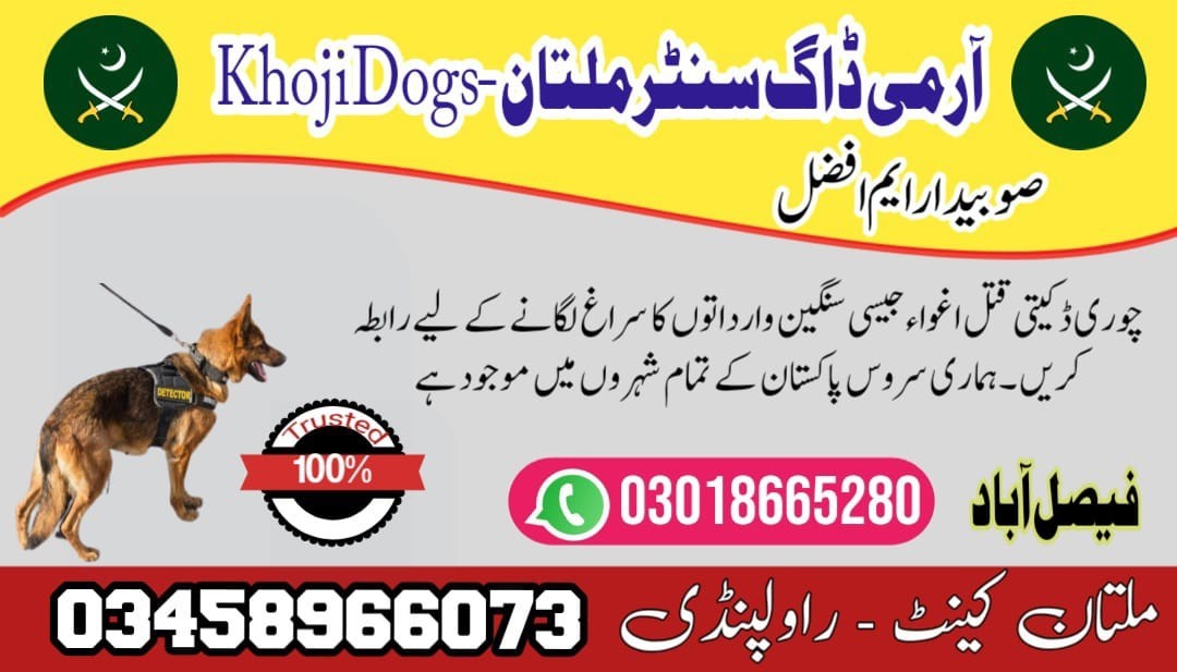 Army Dog Center Layyah | 03458966073 | Khoji Dog