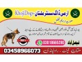 army-dog-center-layyah-03458966073-khoji-dog-small-0