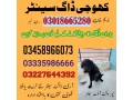 army-dog-center-jand-03458966073-small-0