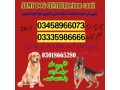 army-dog-center-jhelum-cantt-03458966073-small-0