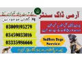 army-dog-center-sahiwal-03335986666-okara-cantt-small-0