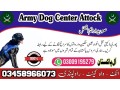 army-dog-center-fateh-jang-03458966073-small-0