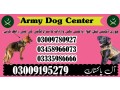 army-dog-center-gujrat-03458966073-small-0