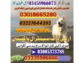 army-dog-center-pakpattan-03018665280-small-0