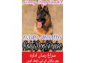 army-dog-center-sadiqabad-0340-4081110-small-0