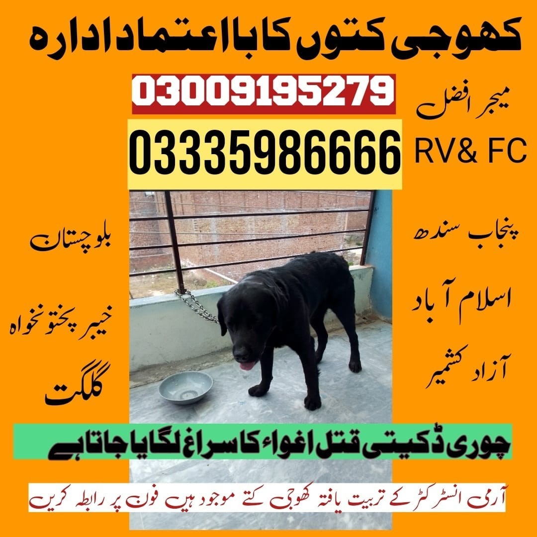 Army Dog Center Kharian | 03458966073 | Sniffing Dogs