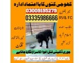 army-dog-center-kharian-03458966073-sniffing-dogs-small-0