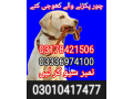 army-dog-center-jhelum-03010417477-small-0