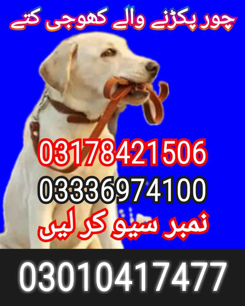 Army dog center kharian 03010417477