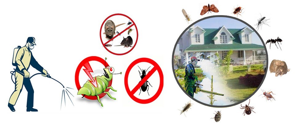 Accurate Fumigation Service Karachi