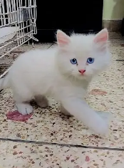 Triple coat Persian Full tame Kitten white with blue eyes
