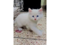 triple-coat-persian-full-tame-kitten-white-with-blue-eyes-small-0