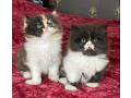 top-high-quality-bicolor-triple-long-coated-persian-kitten-cat-babes-small-0