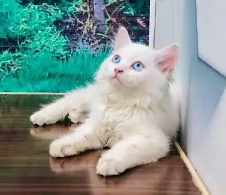 Persian cat grey eyes