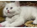 persian-kitten-for-sale-small-0