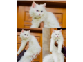 parshion-punch-face-triple-cote-kitten-cat-male-and-female-small-0