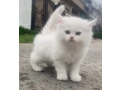 persian-kittens-triple-coated-punch-face-kittens-for-sale-small-0