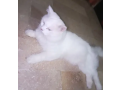 male-cat-for-sale-small-0